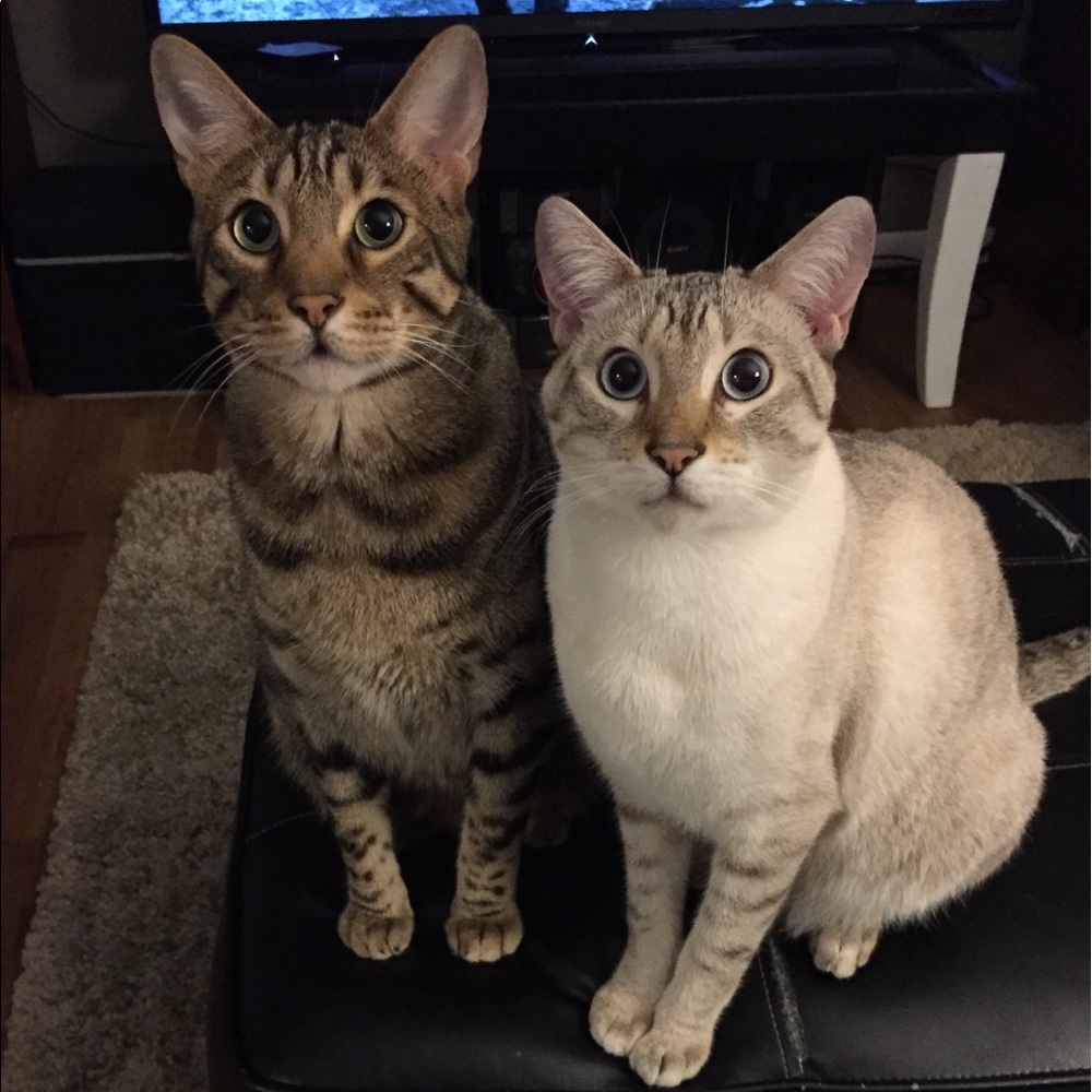 Meet your Posher, Holly